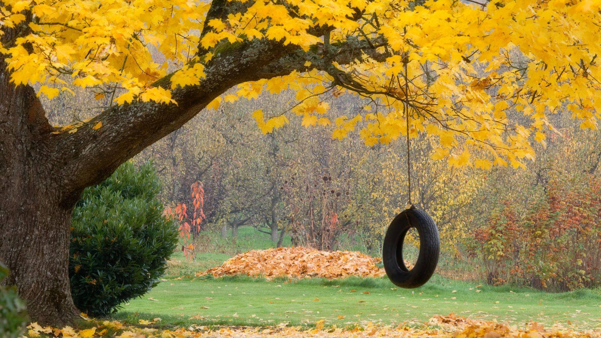 Beautiful Nature Photography Tire Hanging Tree Background