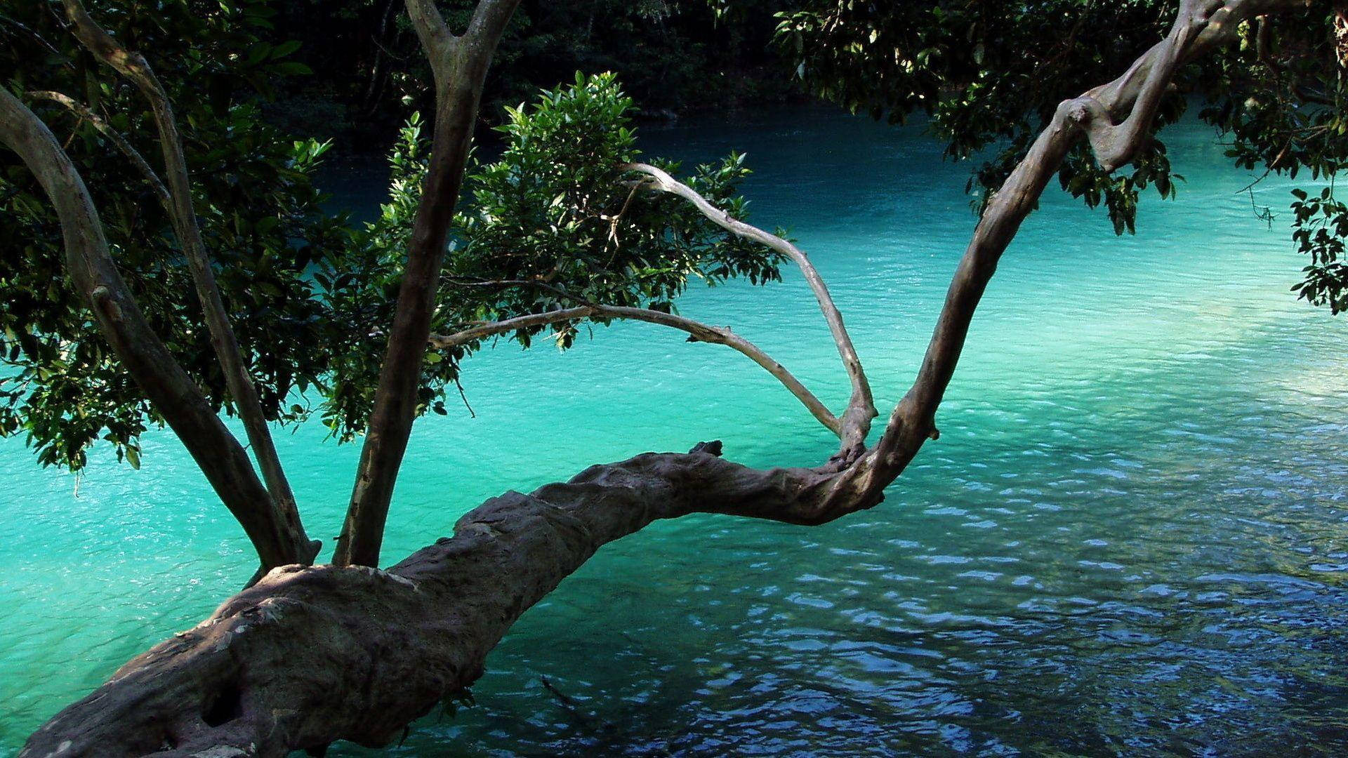 Beautiful Nature Photography Tree Above Water Background