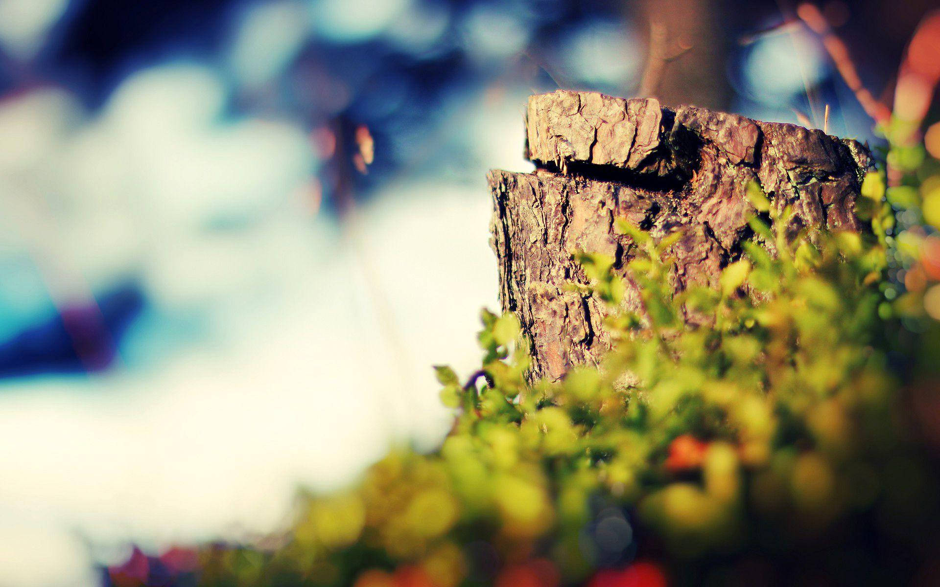 Beautiful Nature Photography Tree Stump