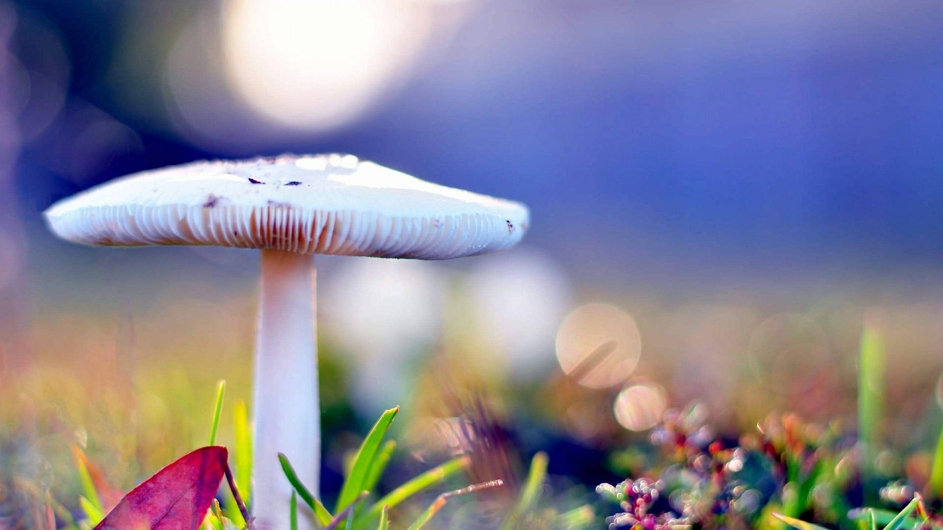 Beautiful Nature Photography White Mushroom Background