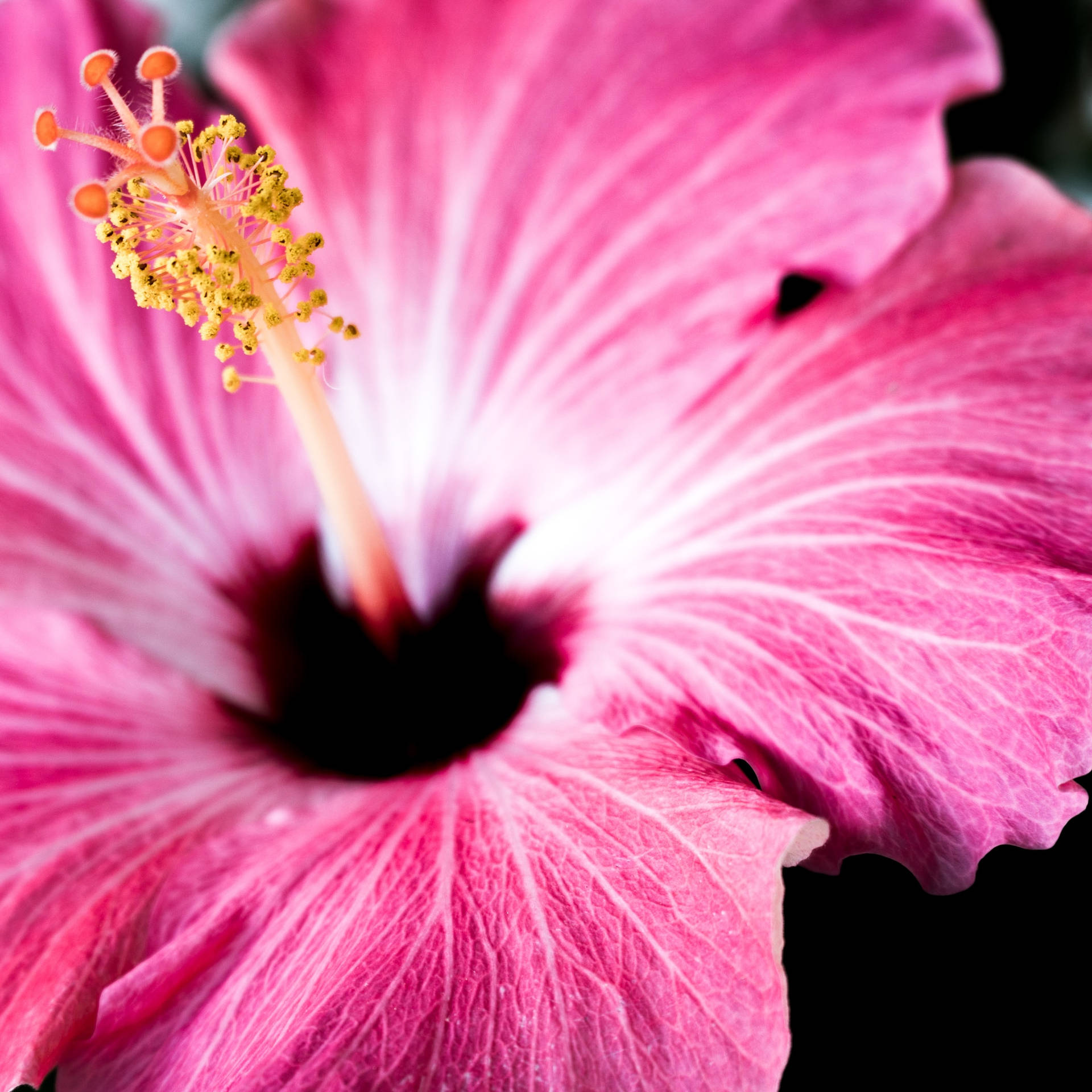 Beautiful Nature Pink Hibiscus Background