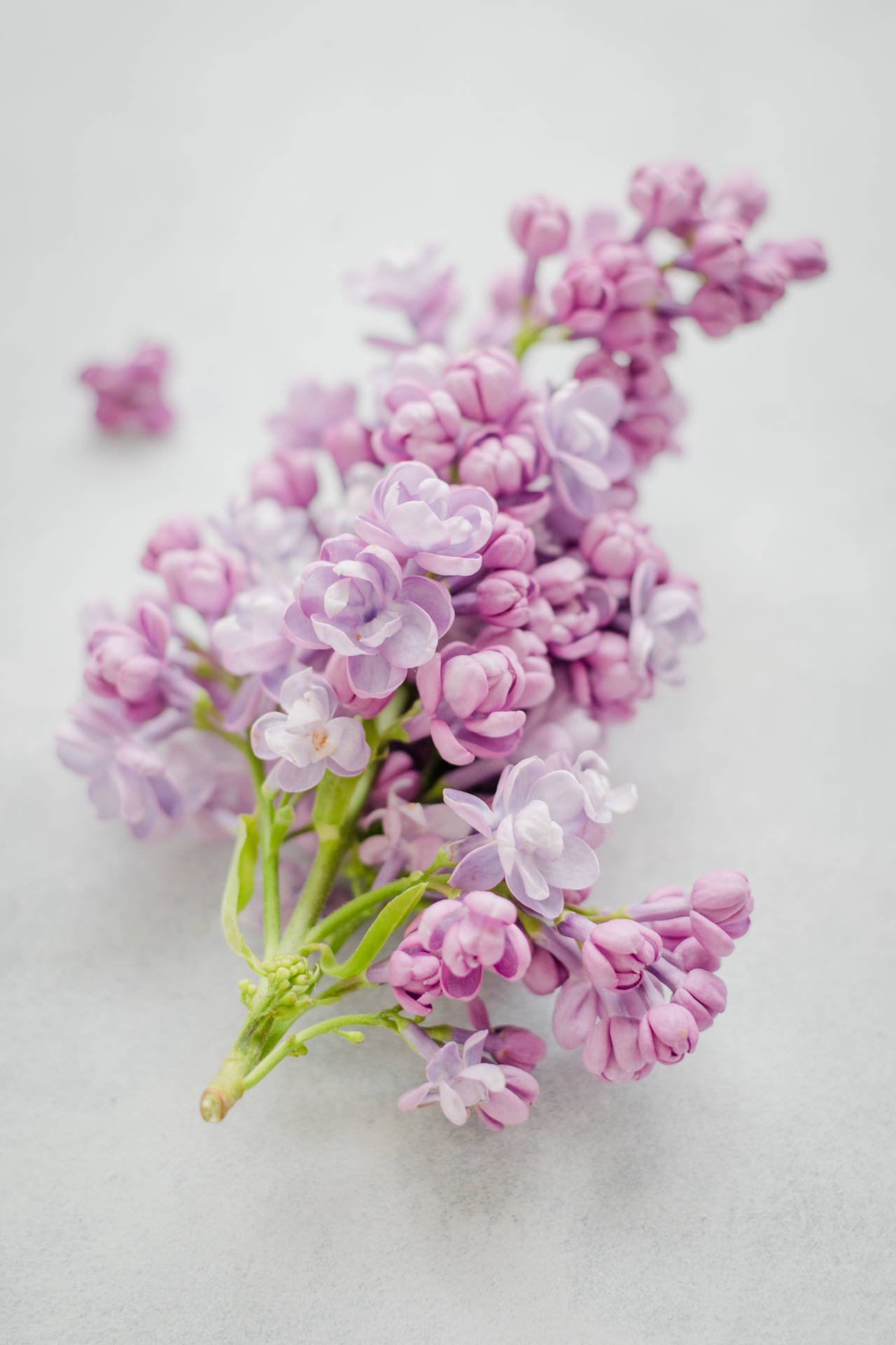 Beautiful Nature Pink Lilac Background