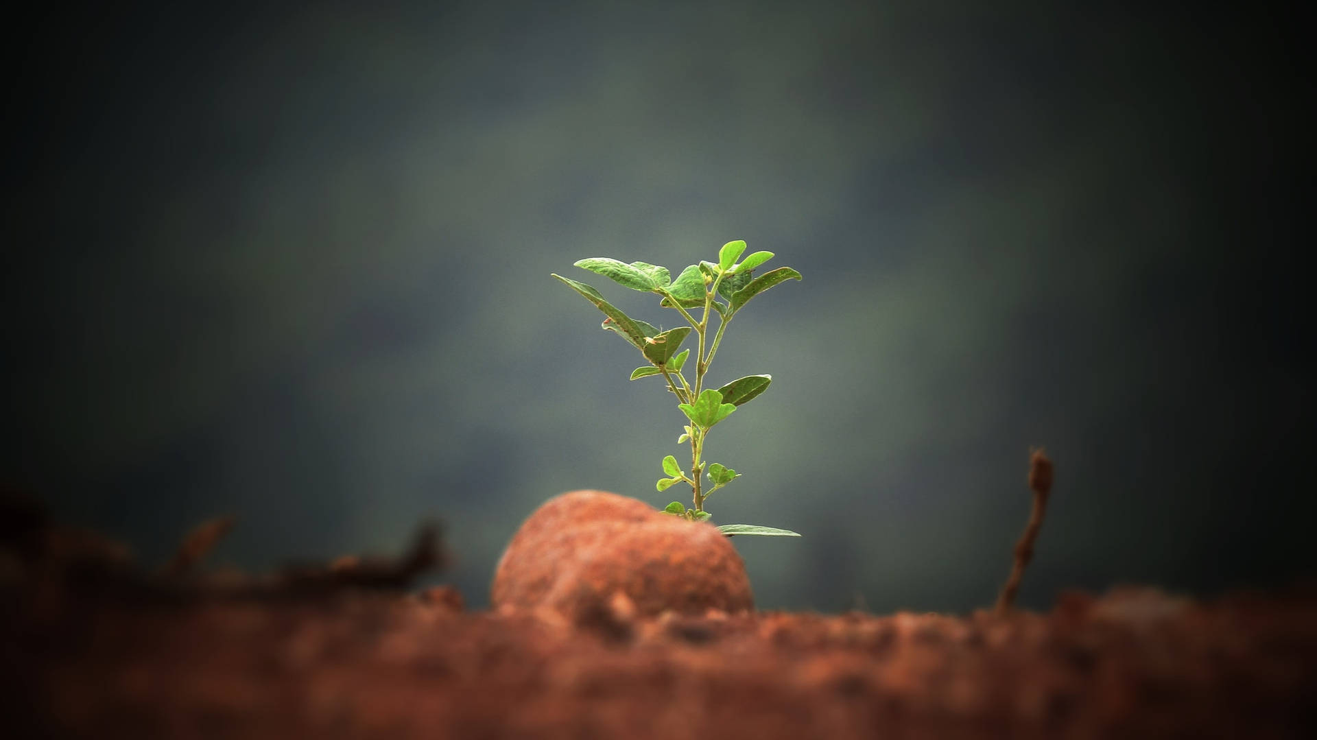 Beautiful Nature Plant On Rock Background