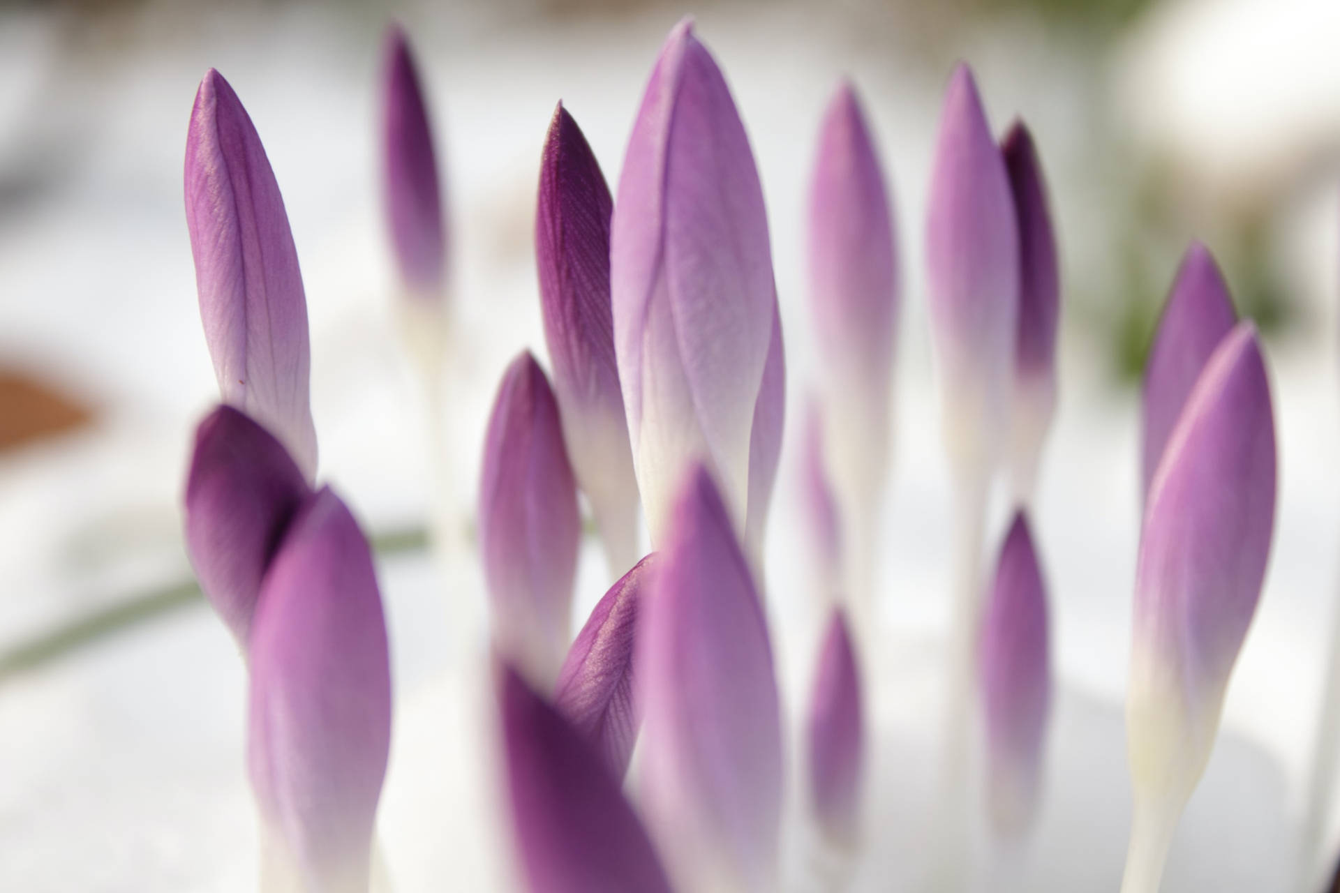 Beautiful Nature Purple Buds Background