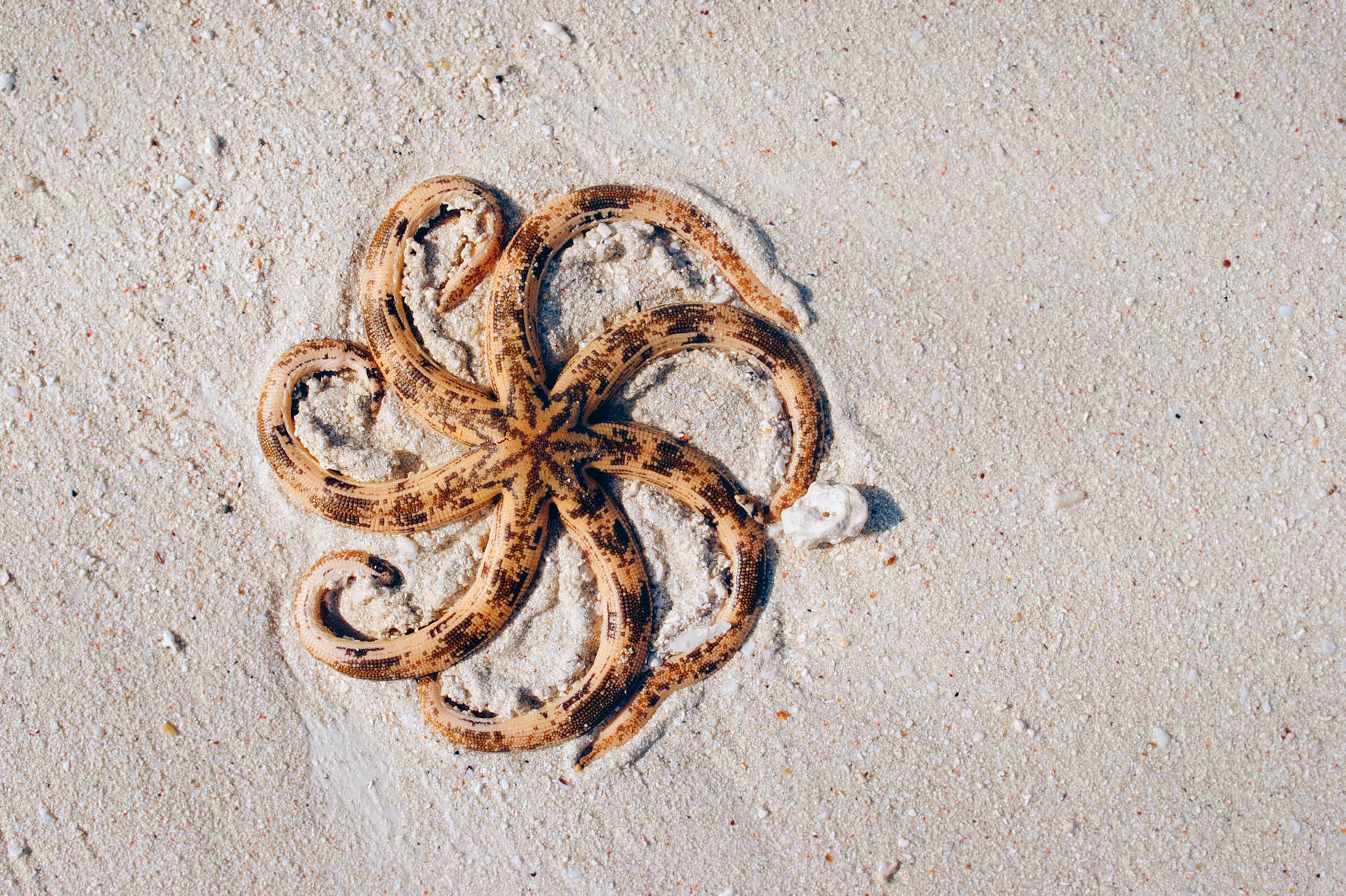 Beautiful Nature Starfish On Sand Background