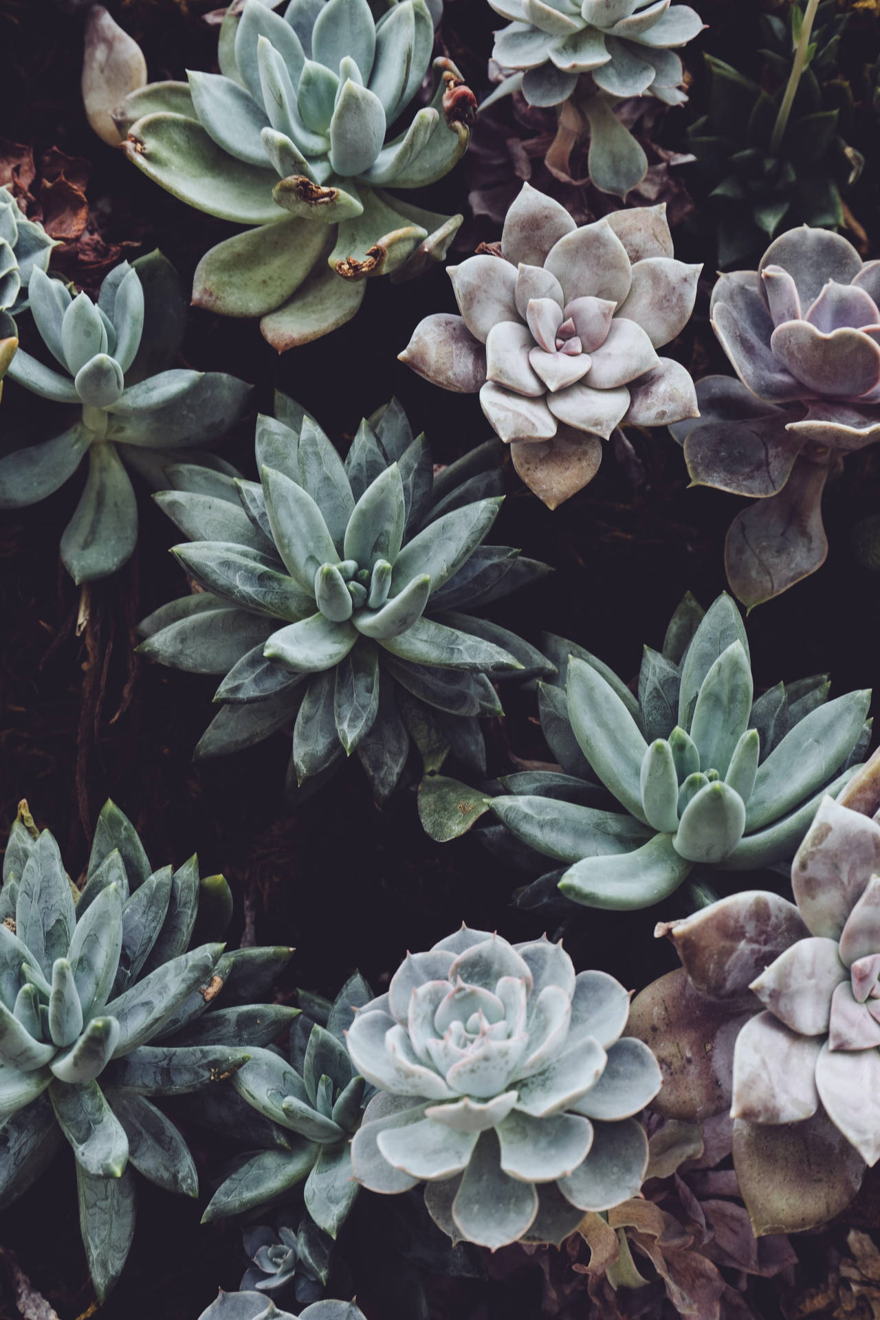 Beautiful Nature Succulent Plants Background