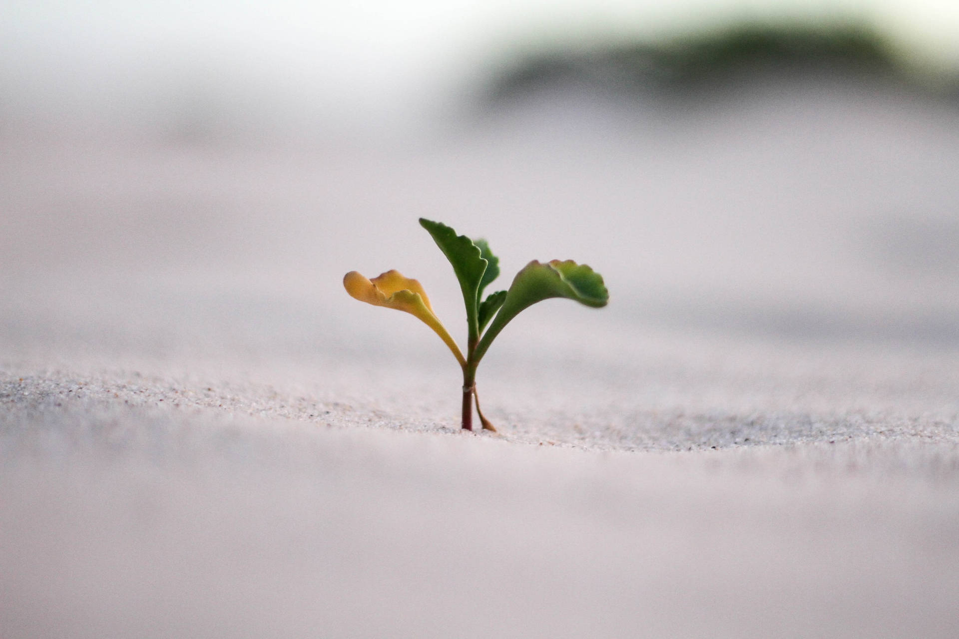 Beautiful Nature Tiny Plant In Snow Background