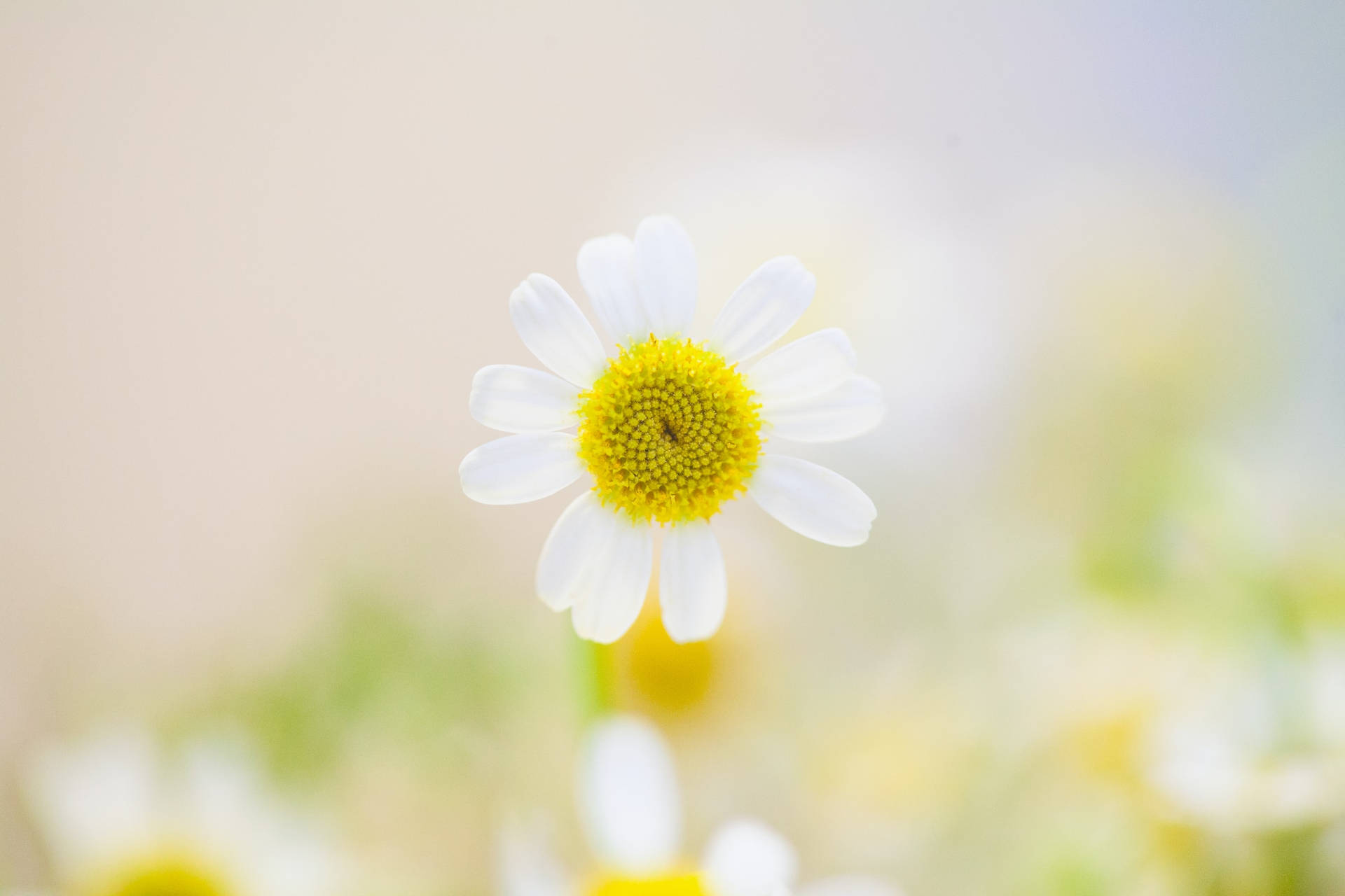 Beautiful Nature White Flower Background