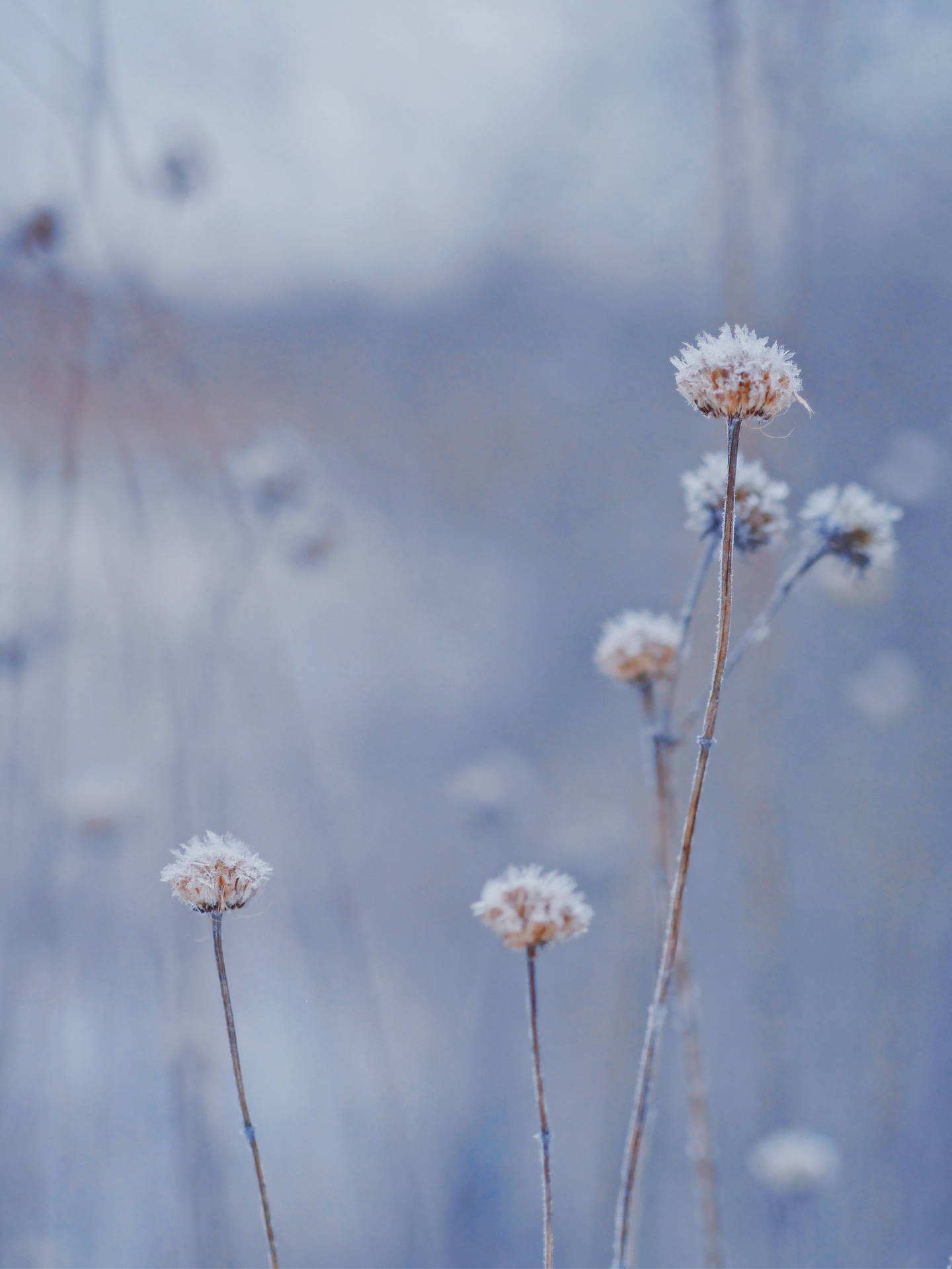 Beautiful Nature Winter Plant Background