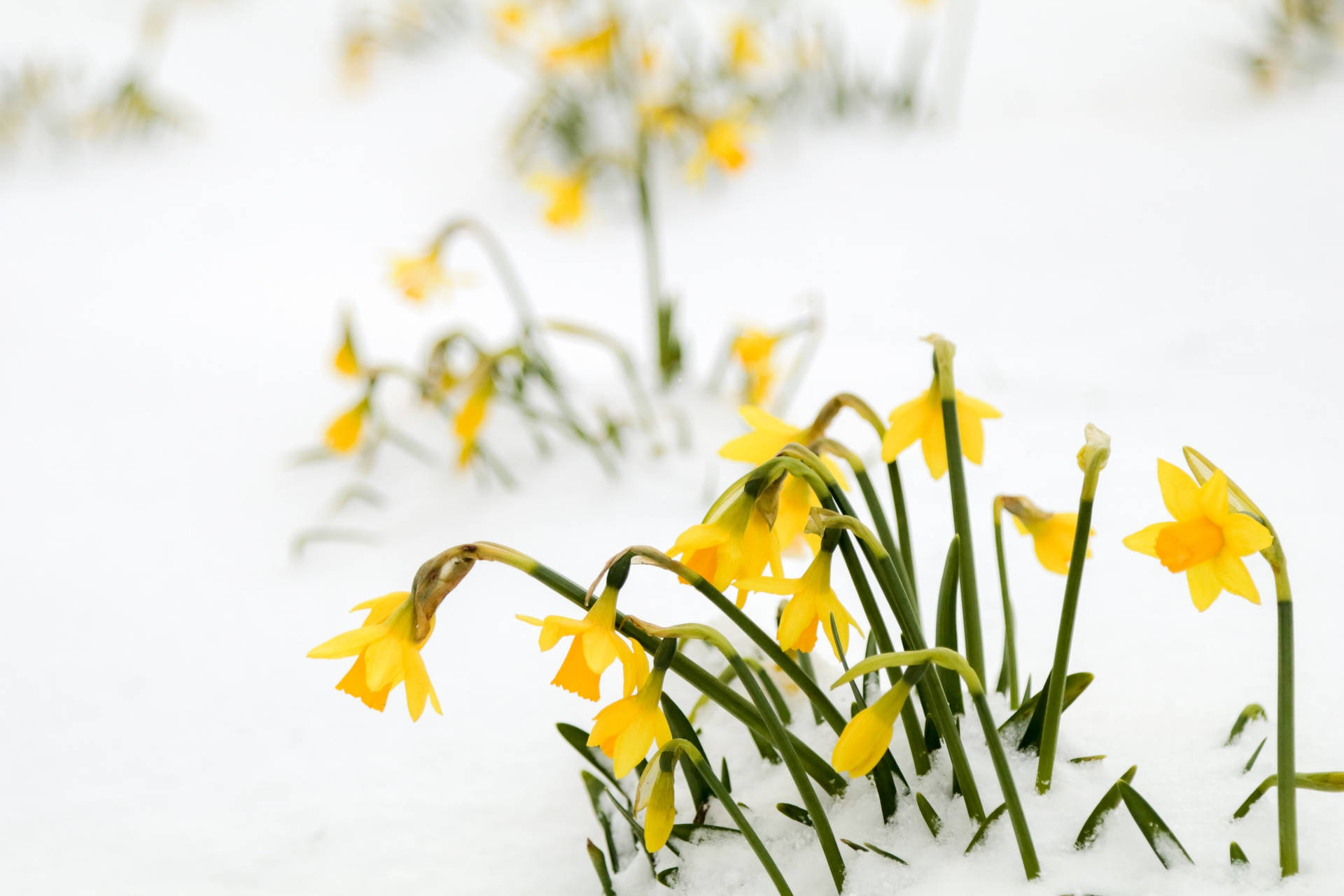 Beautiful Nature Yellow Flower In Snow Background