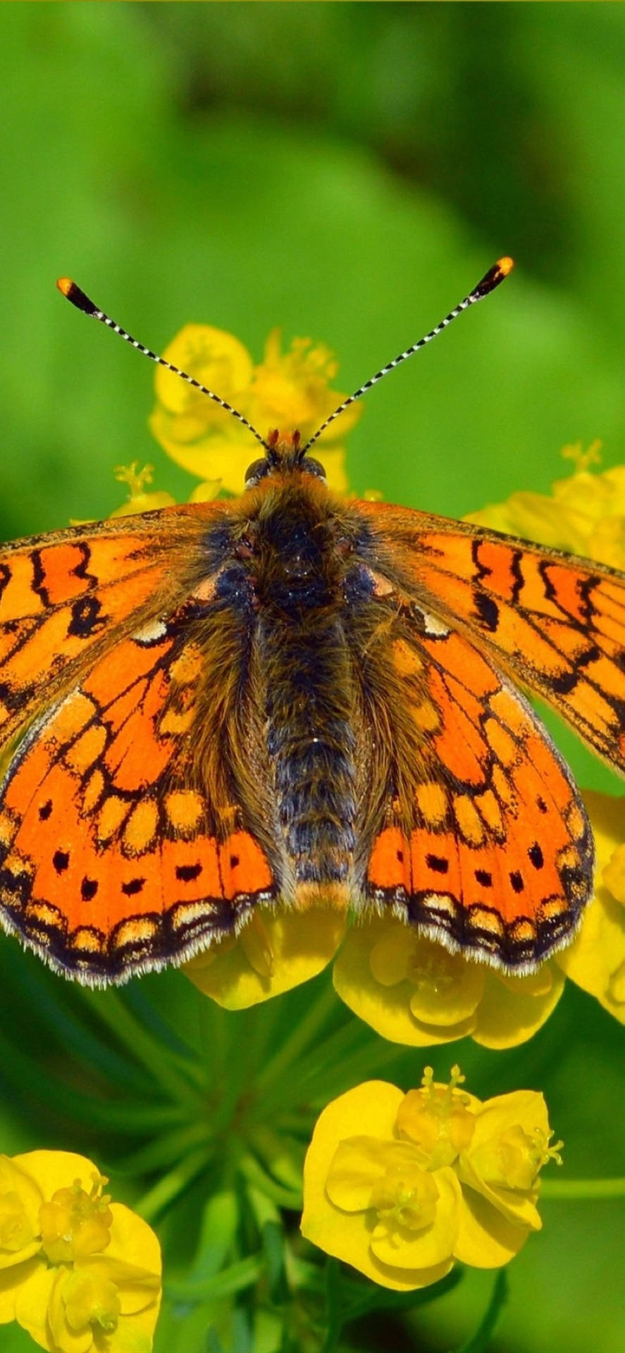 Beautiful Orange Butterfly Background