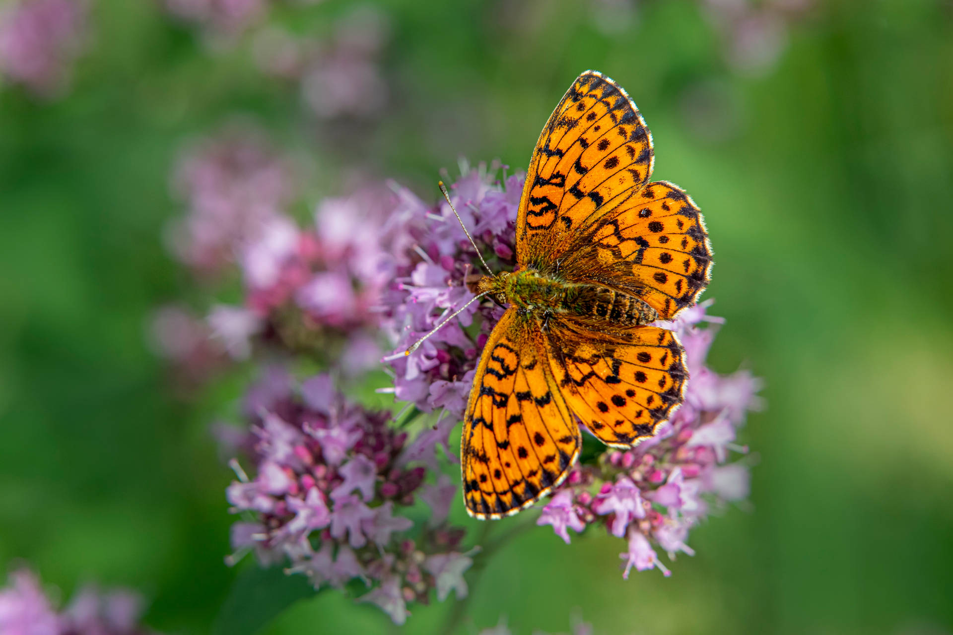 Beautiful Orange Butterfly On Flowers Background