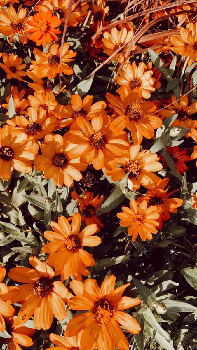 Beautiful Orange Flowers