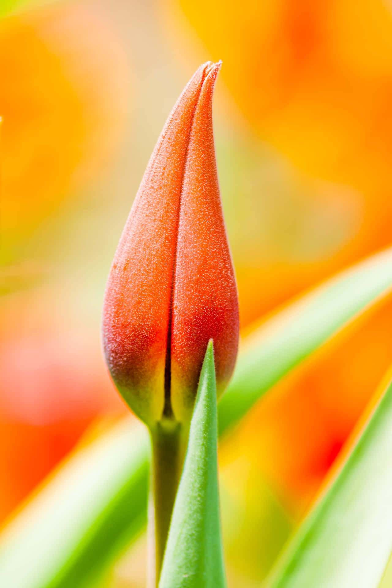 Beautiful Orange Tulip Amazing Creative Shot