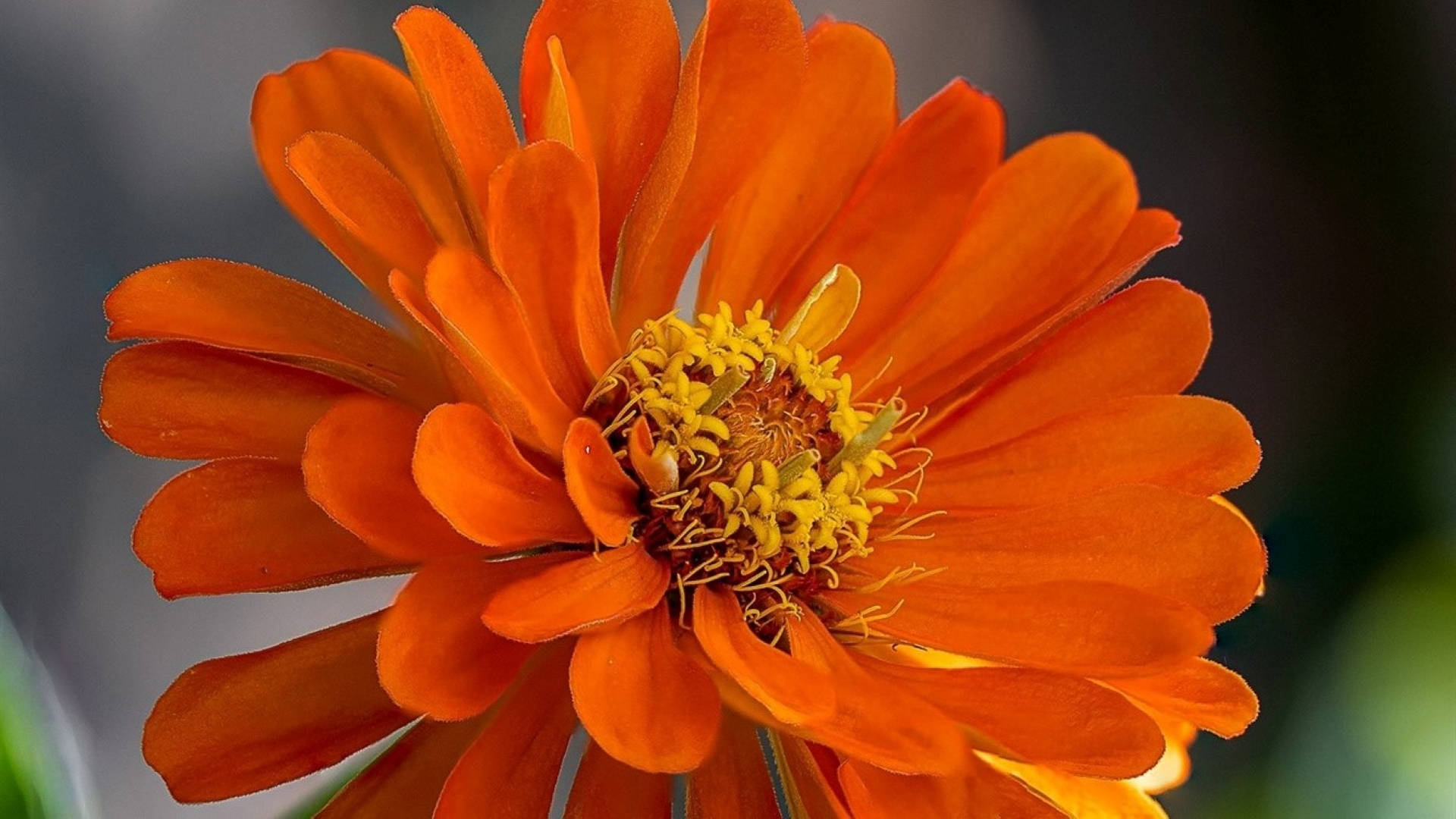 Beautiful Orange Zinnia Flower Background