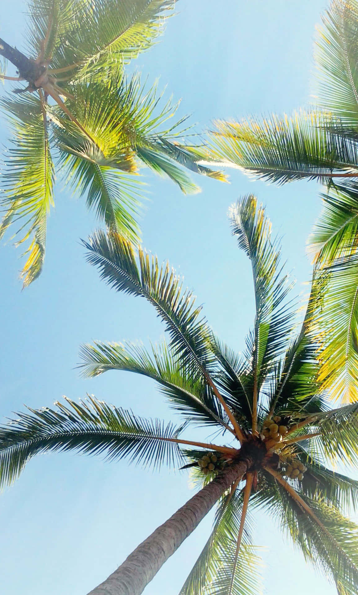 Beautiful Palm Tree In The Tropical Wilderness Background