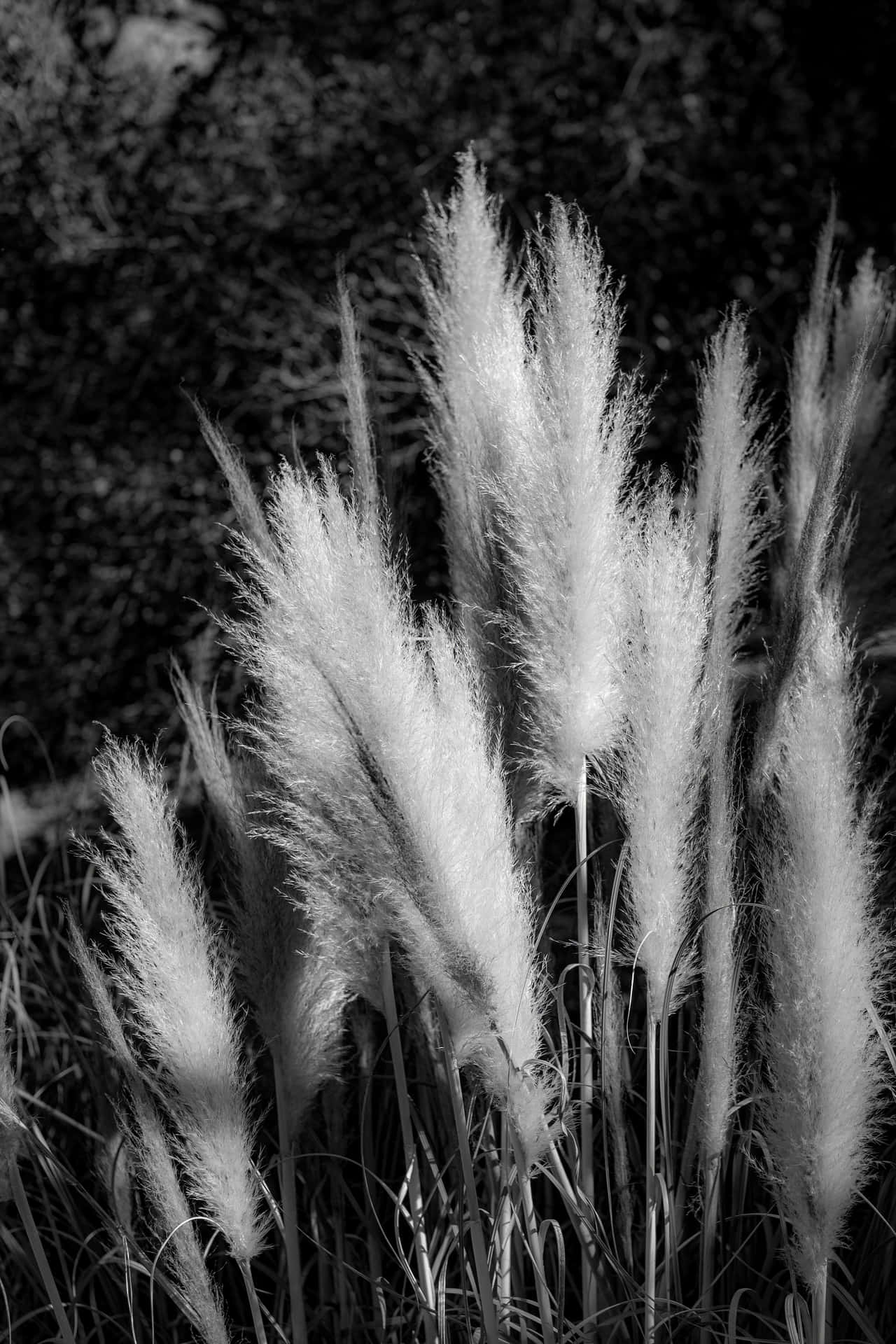 Beautiful Pampas Grass On A Sunny Day In The Countryside. Background