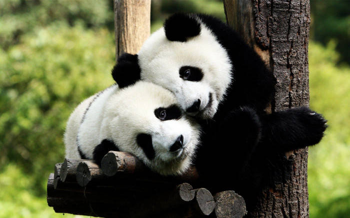 Beautiful Panda Couple Hugging Background