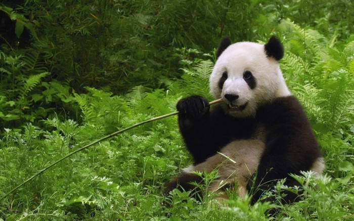 Beautiful Panda Eating Grass Background