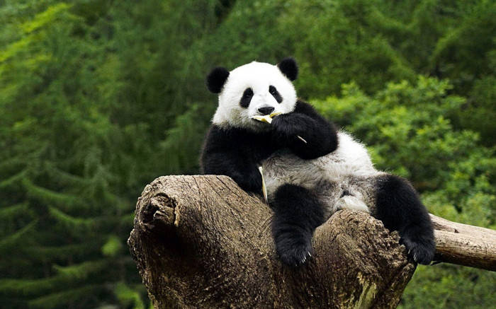 Beautiful Panda Eating On Log Background
