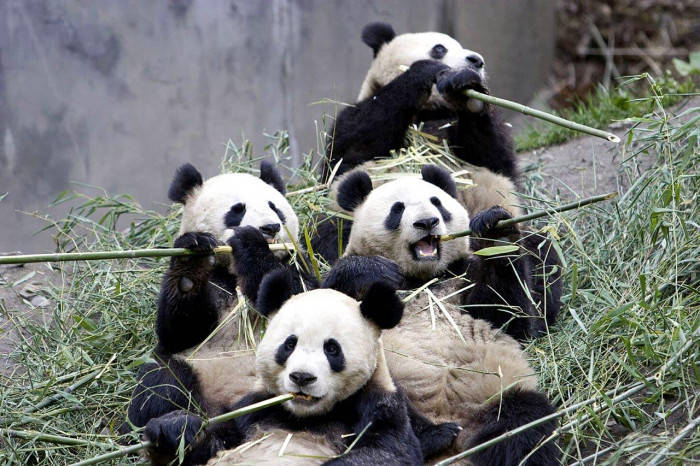 Beautiful Panda Group Eating Bamboo Background
