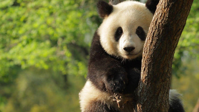 Beautiful Panda Hugging Log Background
