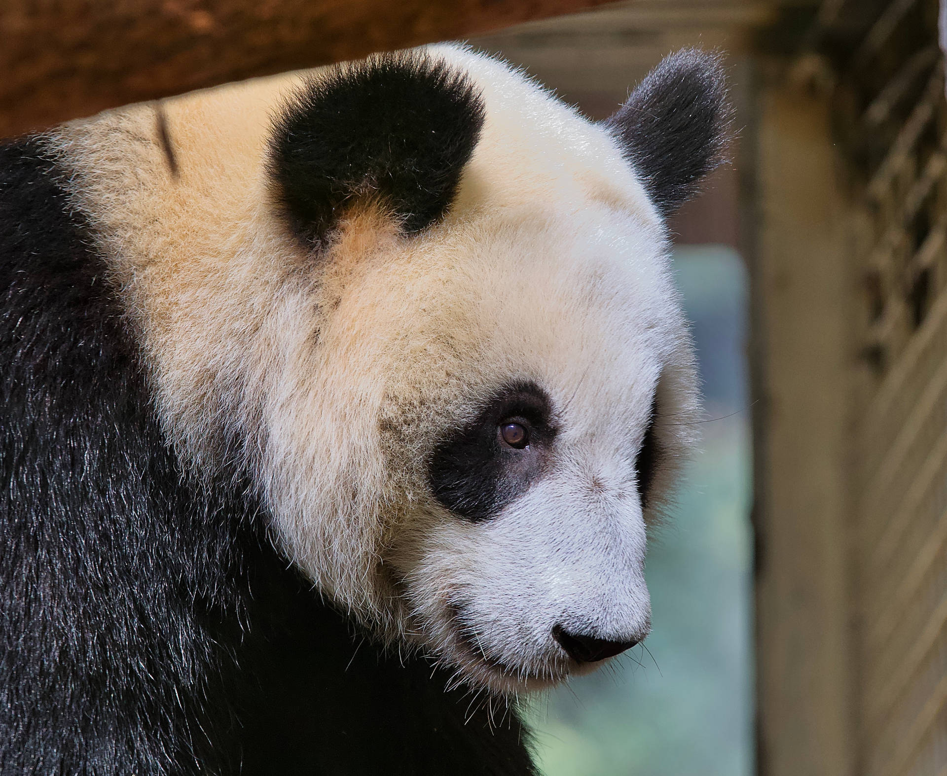 Beautiful Panda Looking Right Background