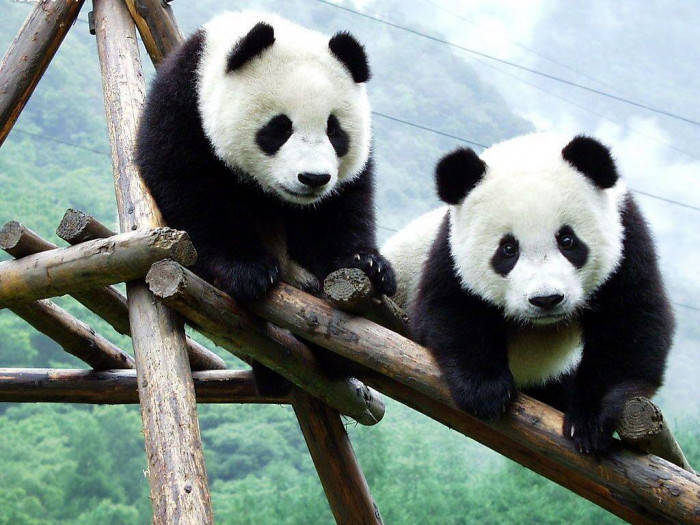 Beautiful Panda Pair On Wooden Structure Background