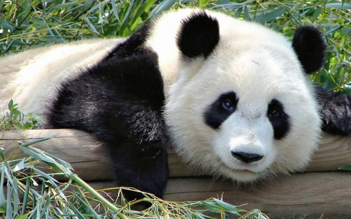 Beautiful Panda Resting On Logs Background