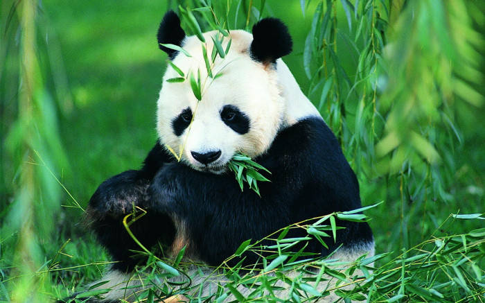 Beautiful Panda Sitting And Eating Leaves Background