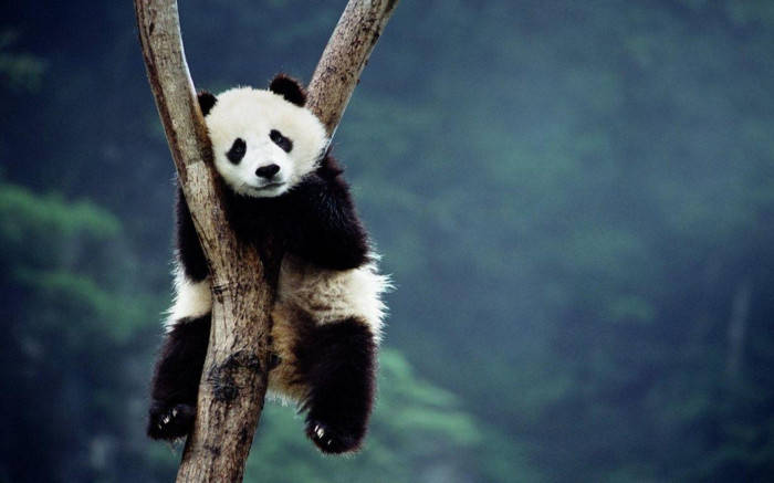 Beautiful Panda Sitting On Tree Background