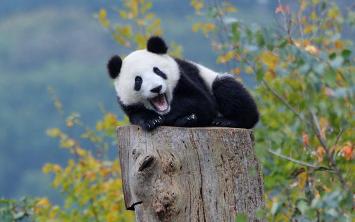 Beautiful Panda Yawning On Log Background