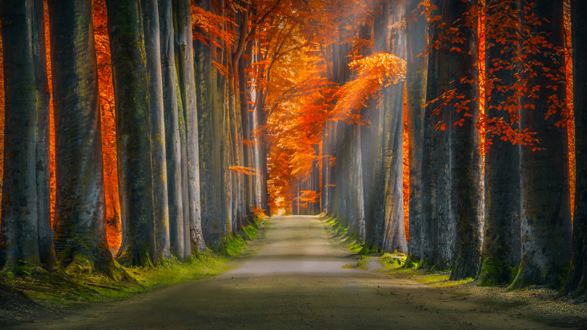 Beautiful Path In The Dark Woods Background