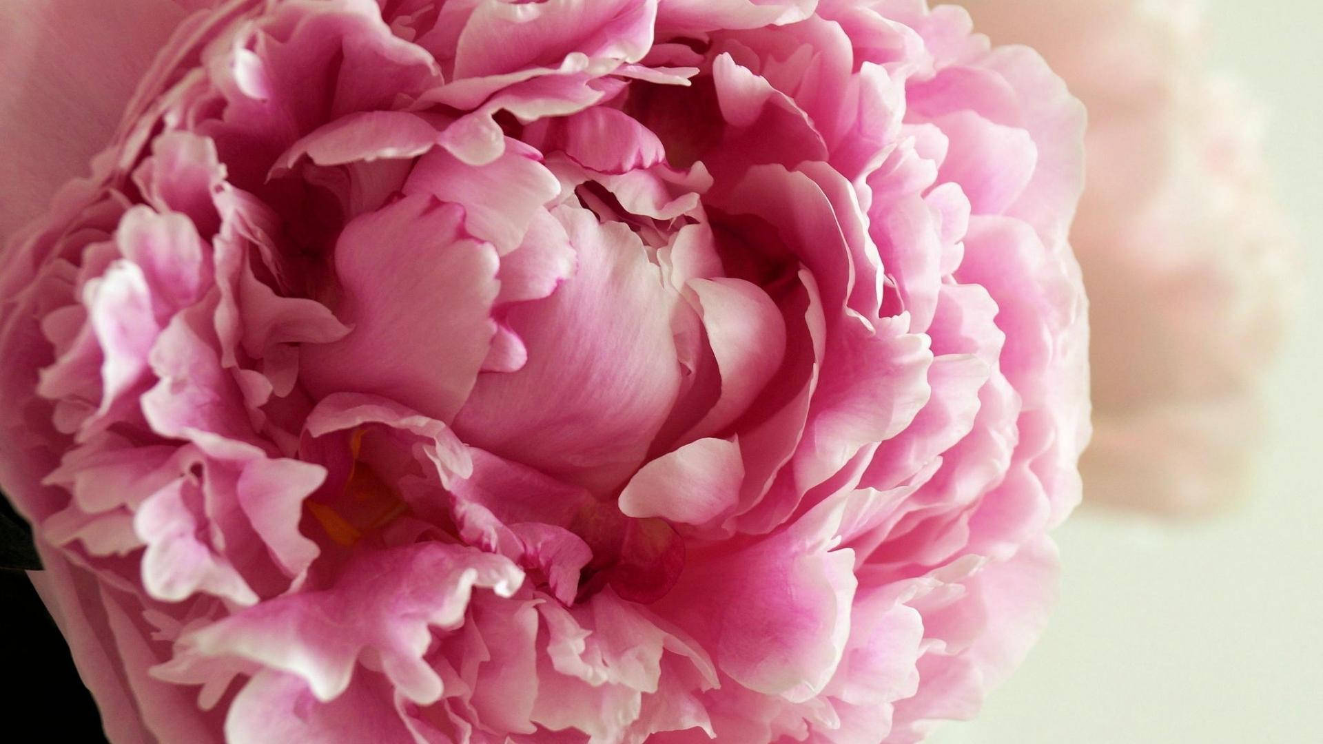 Beautiful Peony Flower Photo Background