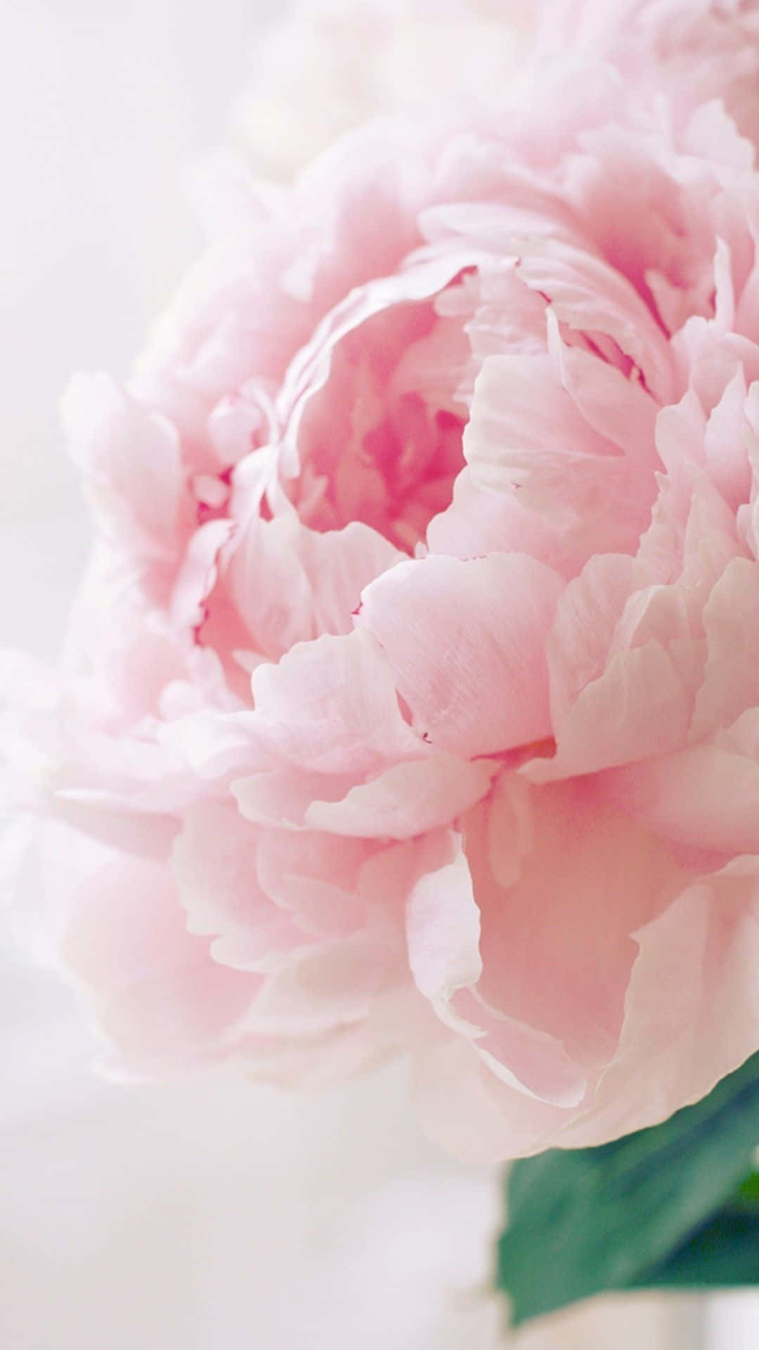 Beautiful Peony Iphone