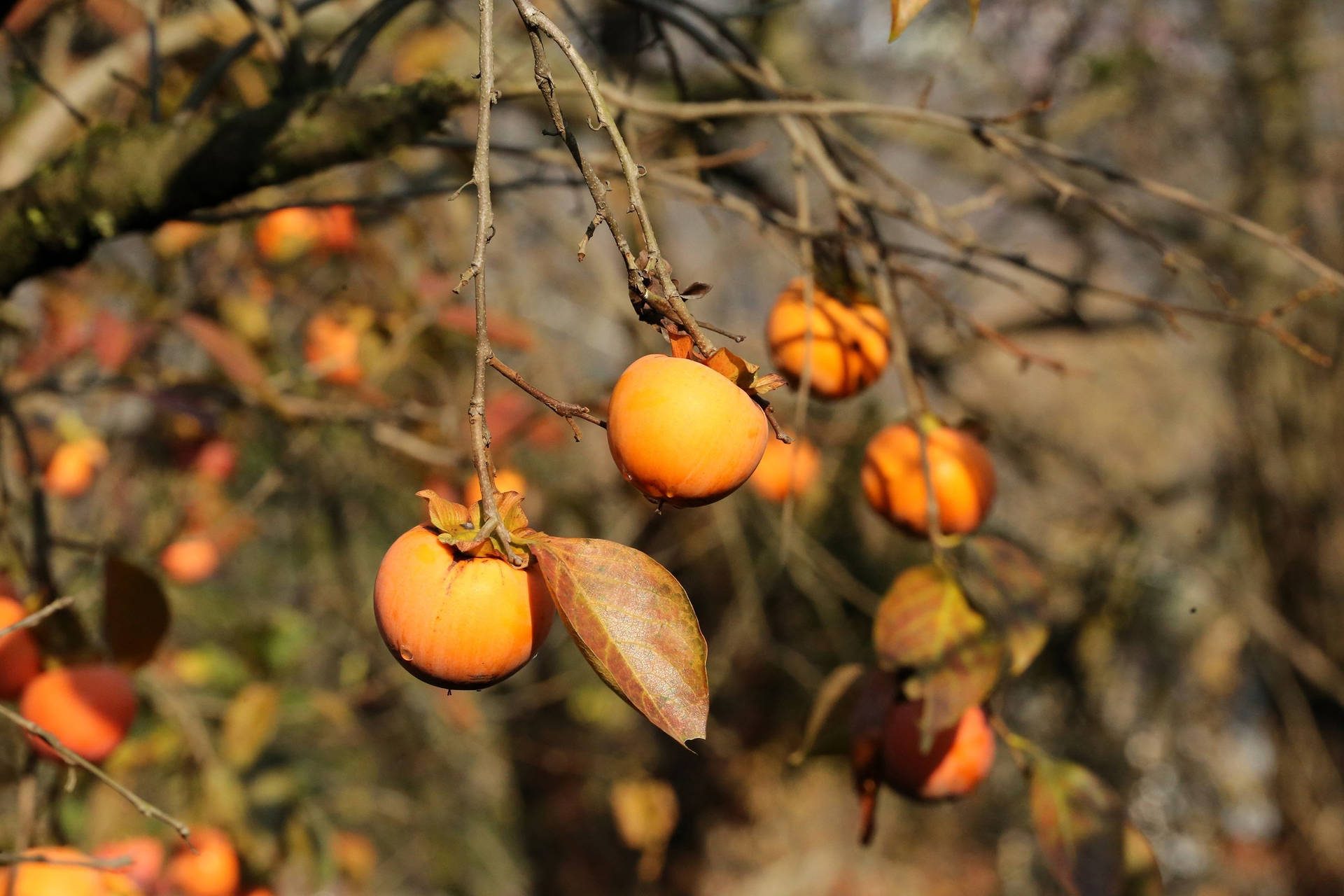 Beautiful Persimmon Tree Background