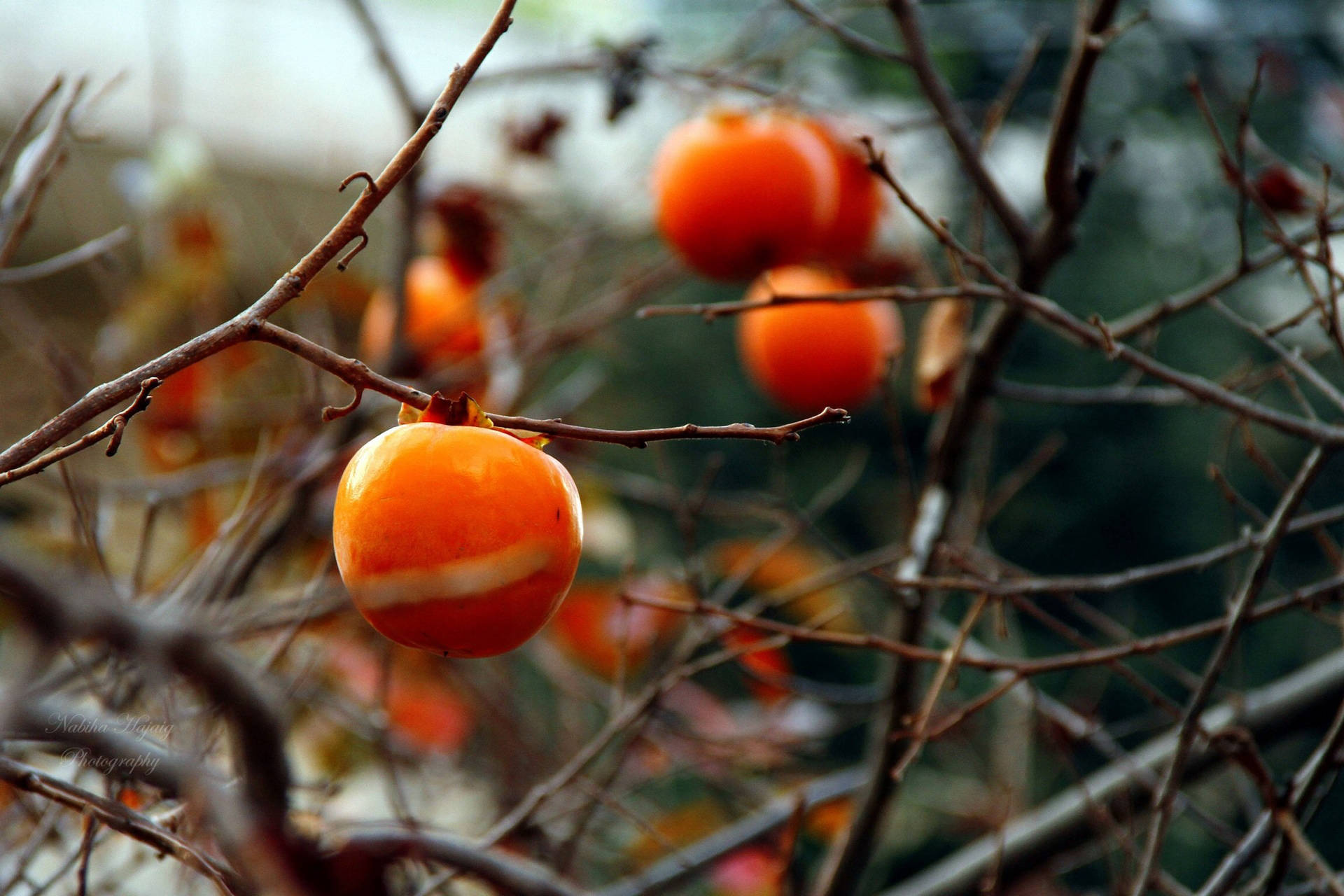 Beautiful Persimmon Tree