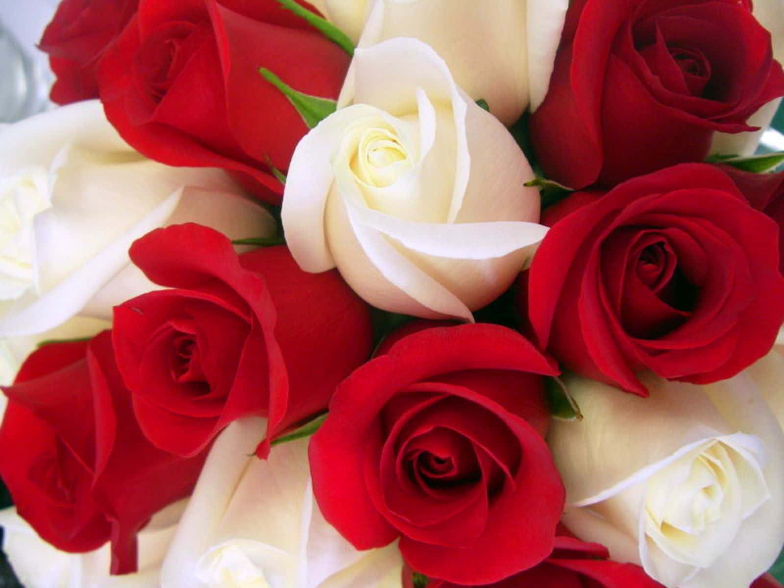 Beautiful Petals Of Red And White Roses Background