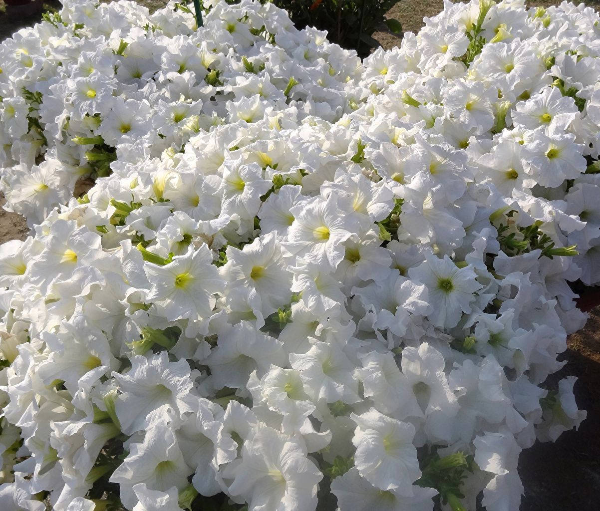 Beautiful Petunia White Flowers Background