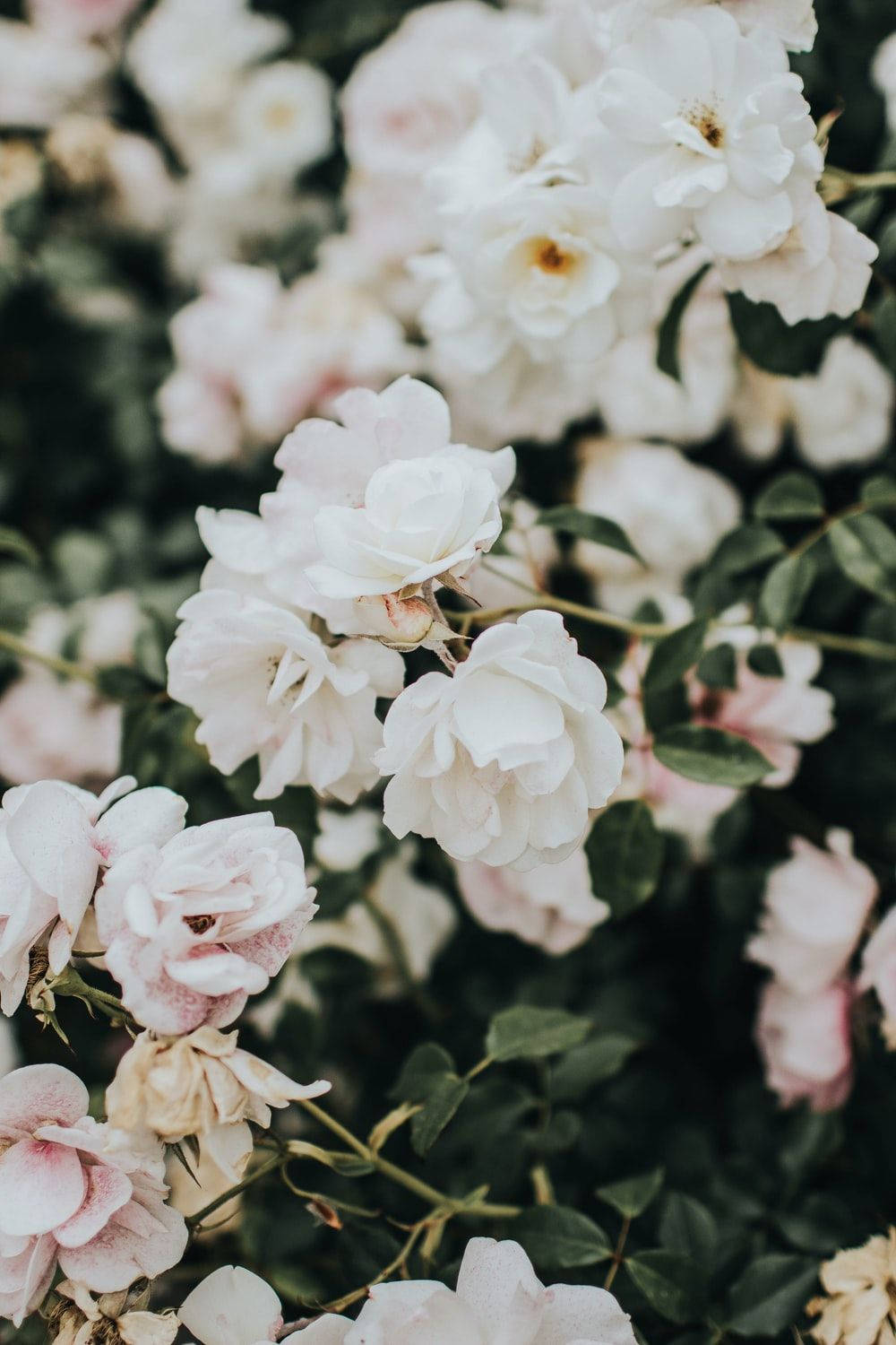 Beautiful Pink And White Flower Aesthetic