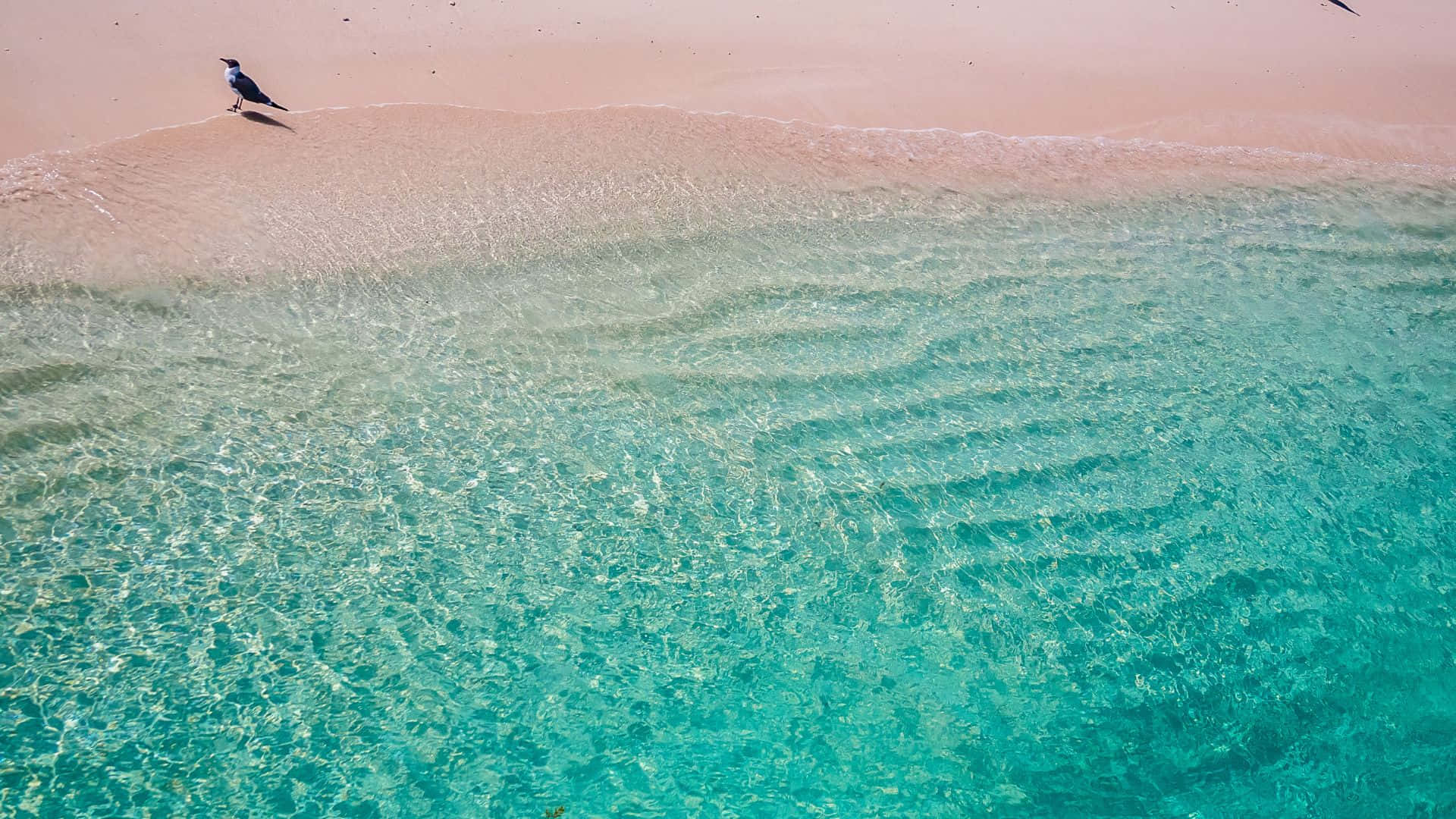 Beautiful Pink Beach Paradise At Sunset Background