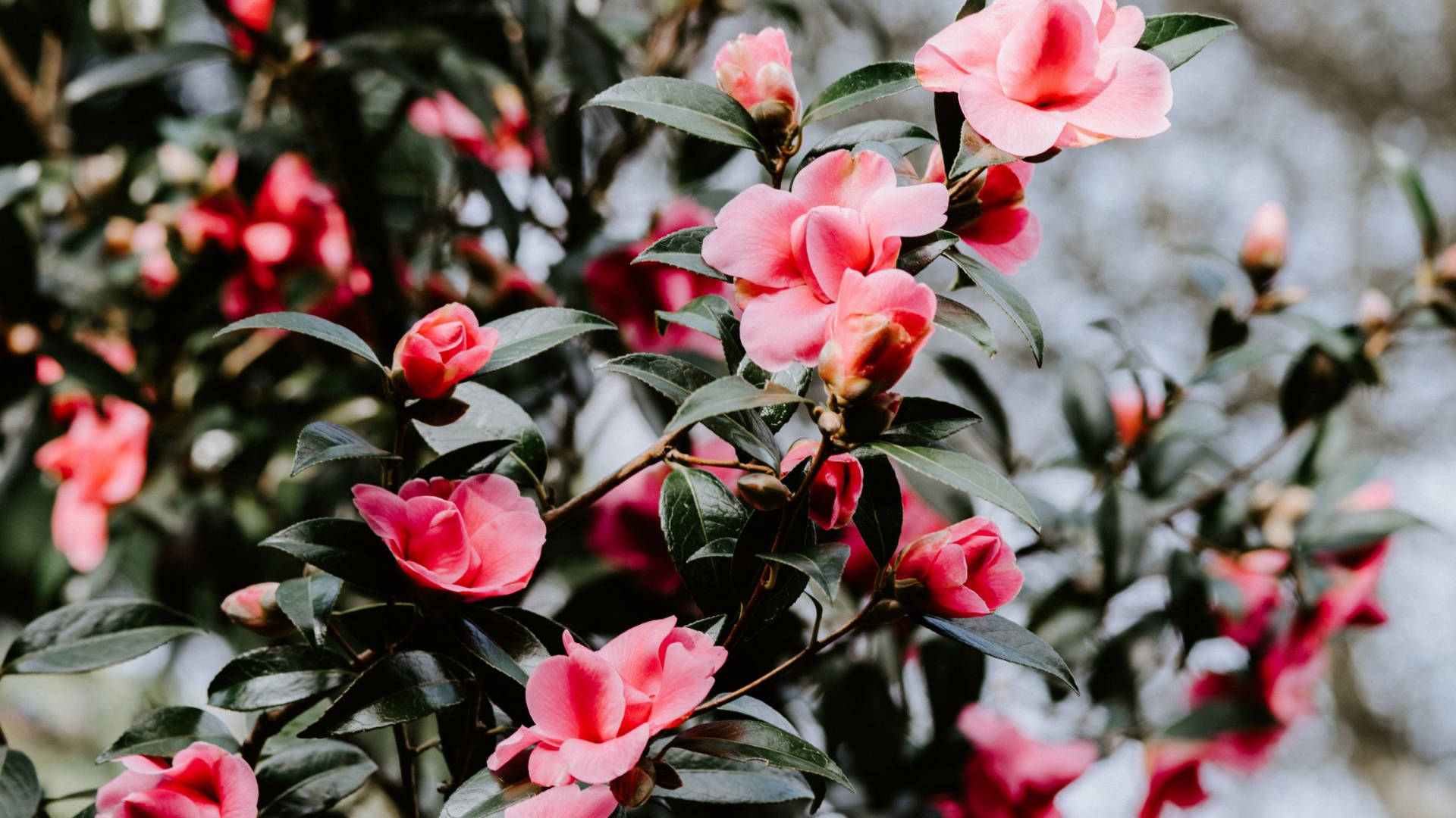 Beautiful Pink Camellia Sasanqua Background