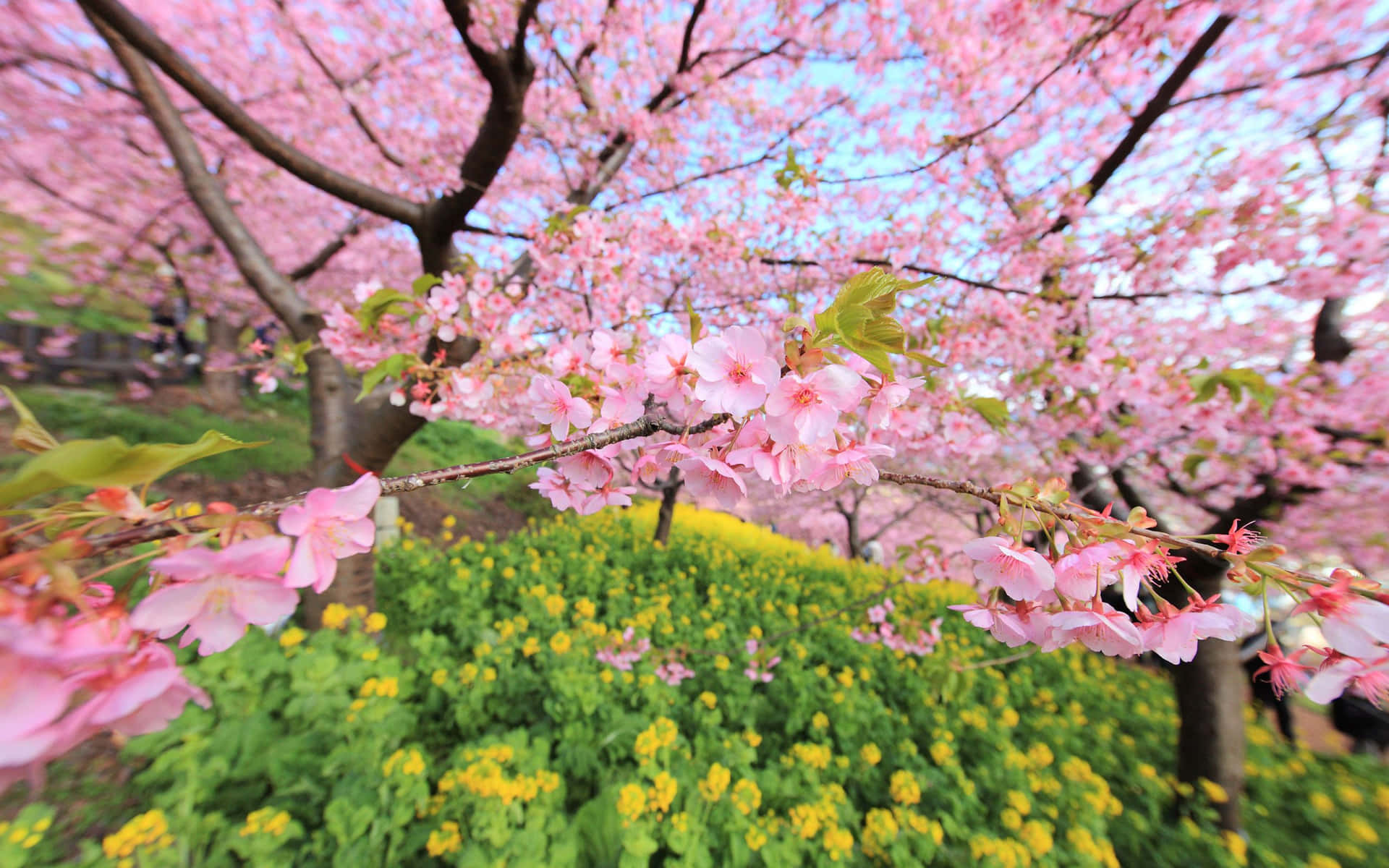 Beautiful Pink Cherry Blossom Tree Illuminated At Night Background