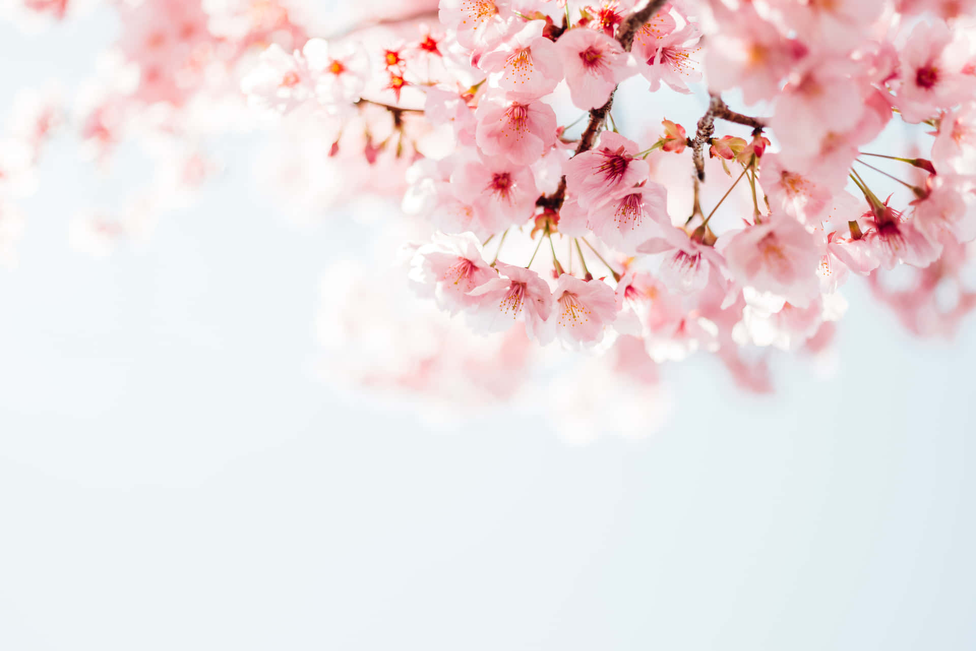 Beautiful Pink Cherry Blossom Tree In Bloom Background