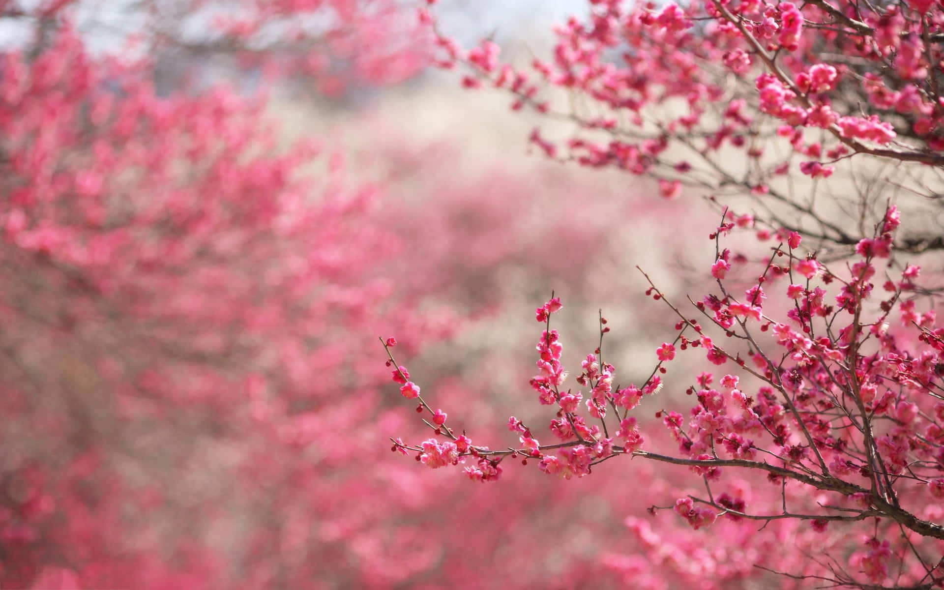 Beautiful Pink Cherry Blossom Tree In Bloom Background