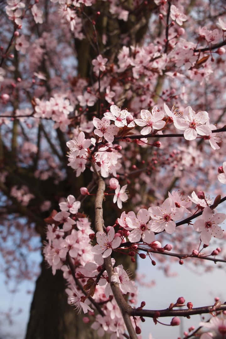 Beautiful Pink Cherry Blossom Trees In A Sunny Outdoor Setting. Background