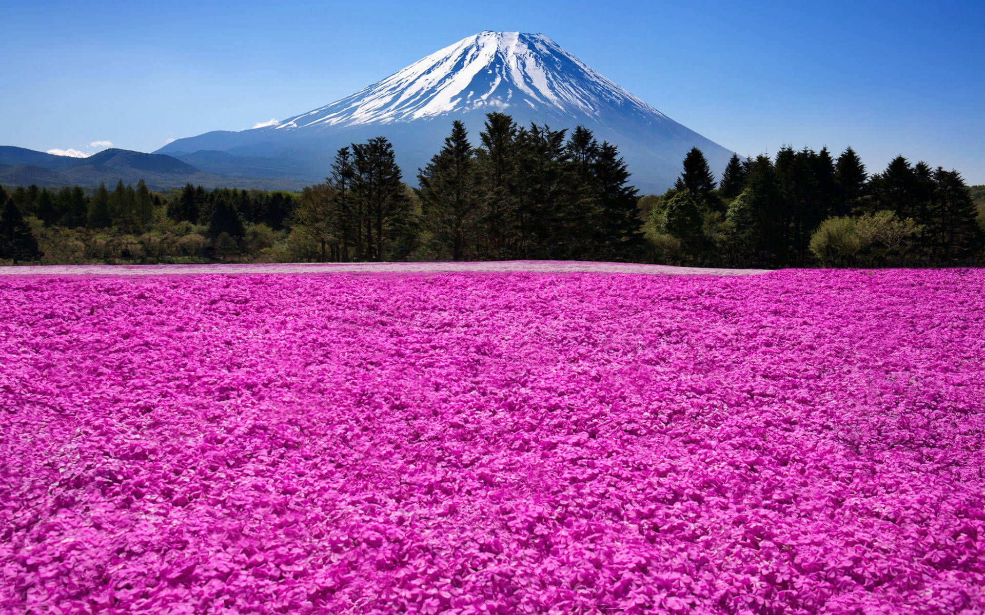 Beautiful Pink Field And Mount Fuji Background