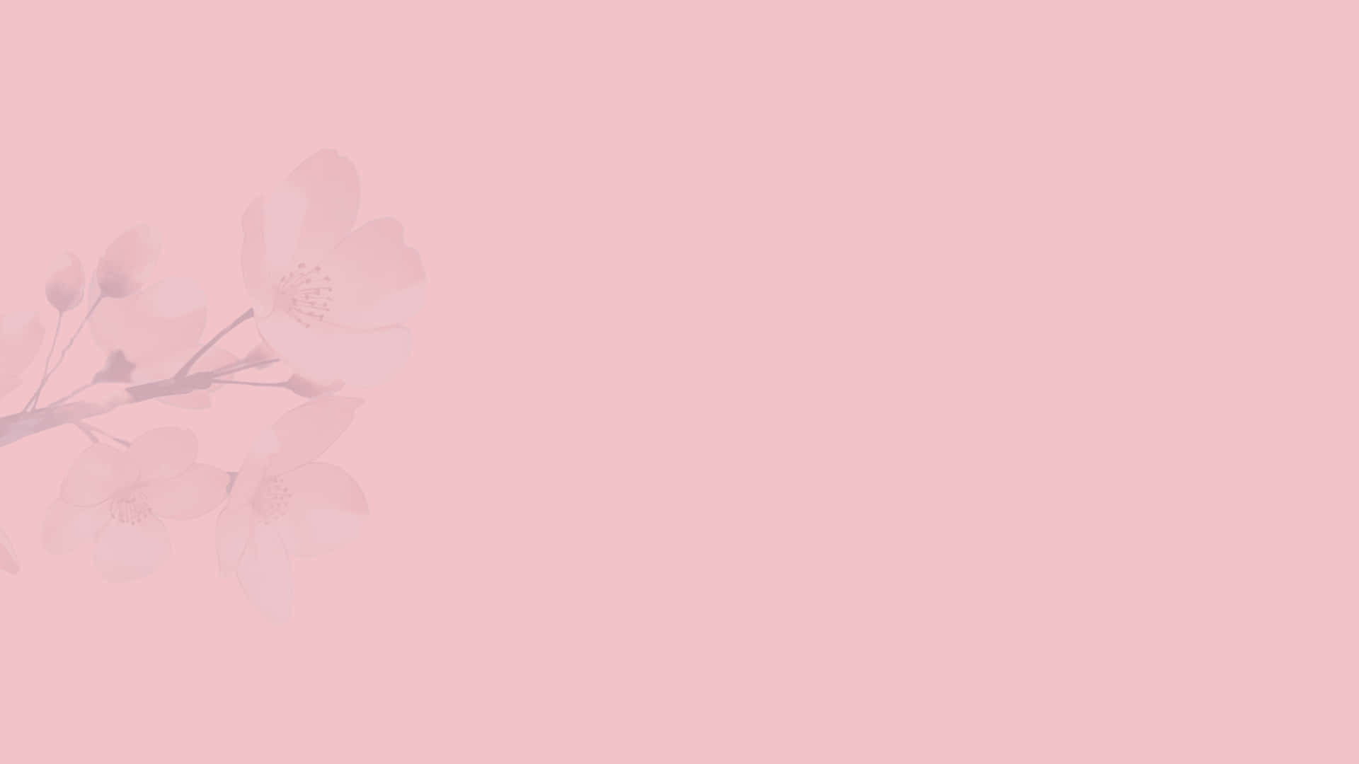 Beautiful Pink Flower Background