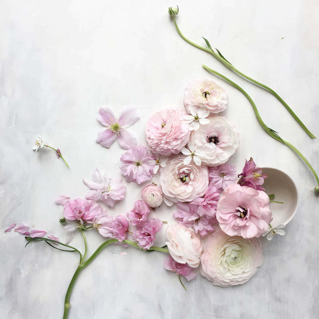 Beautiful Pink Flowers Still Life Background