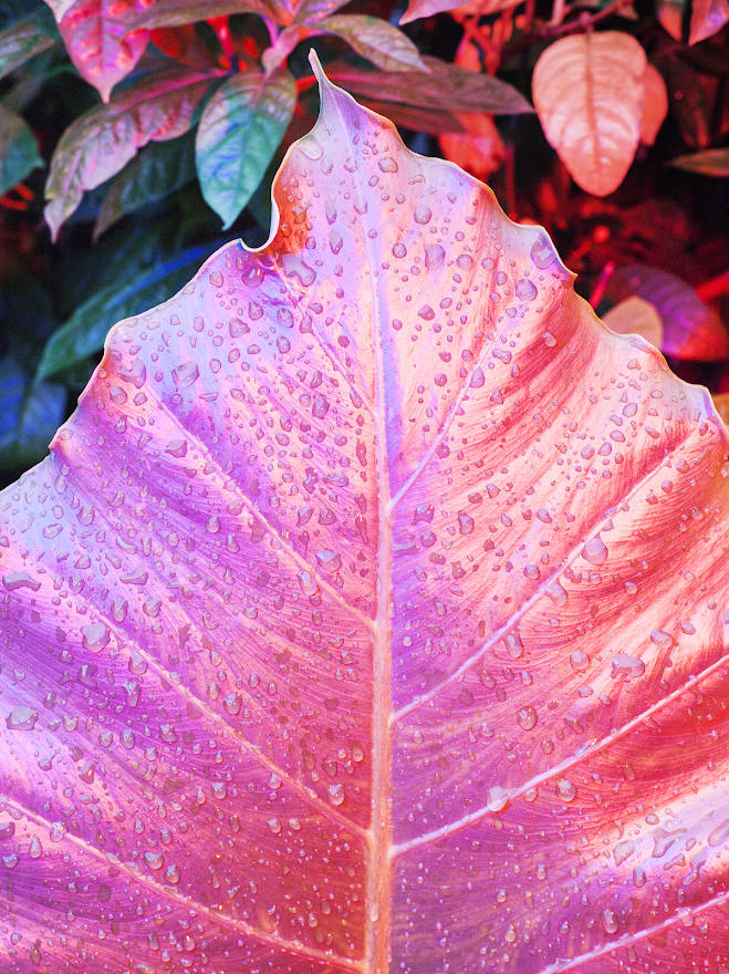 Beautiful Pink Leaf Ios Default Wallpaper Background